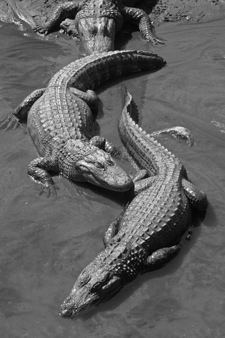 Wild Florida - T-Shirts celebrating Florida's Wildlife